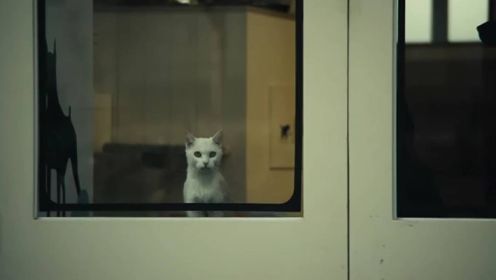《猫：看见死亡的双眼》我看见韩国恐怖片的没落！