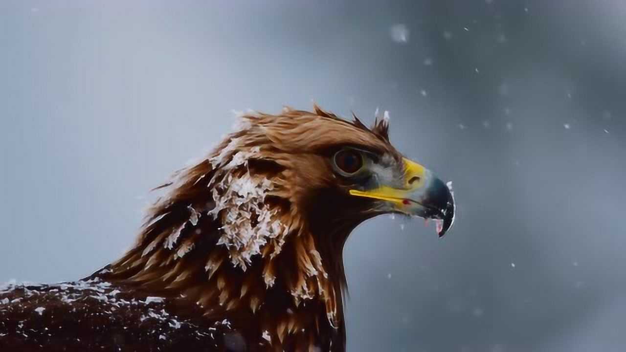 bbc地球脉动全景展示2米宽翅膀金雕捕杀猎物的全过程场面震撼
