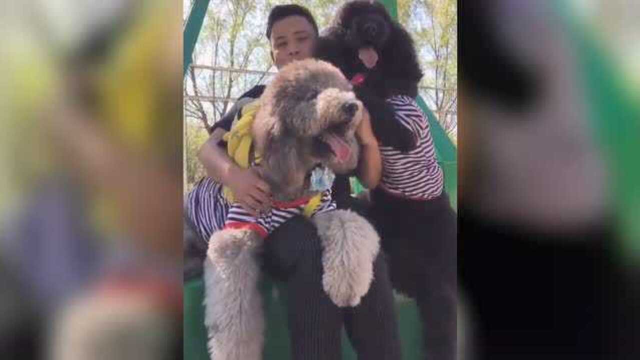 主人把两只泰迪养成超级巨贵犬了原来这是泰迪_高清1080P在线观看平台_腾讯视频