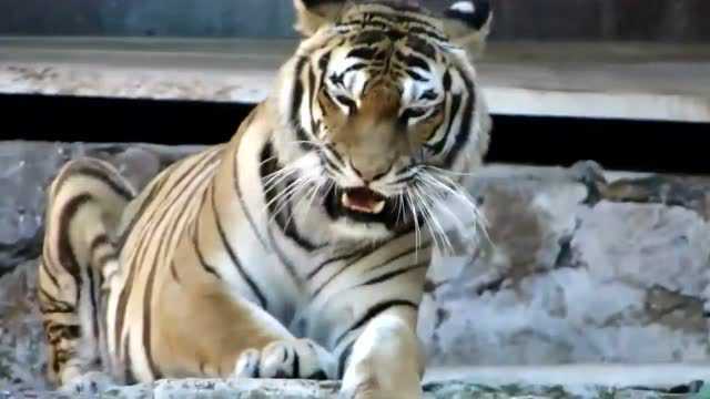 为什么说虎啸山林百兽散不到现场你是体会不到的