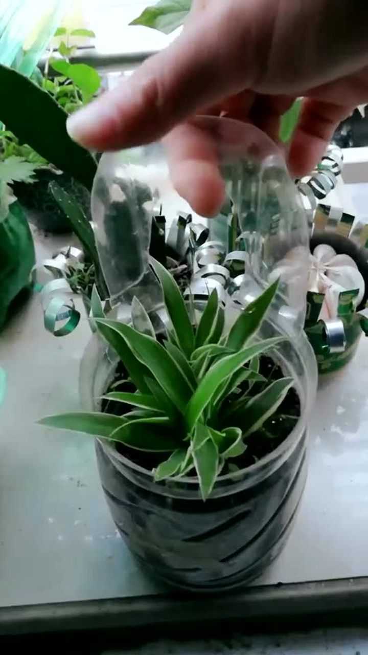 废物利用,矿泉水瓶秒变吊兰花盆挂起来