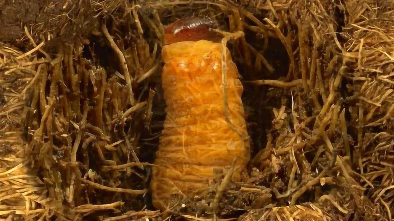 一棵巨大的棕榈树 竟然会被这种虫弄死!只需一只,整棵枯萎