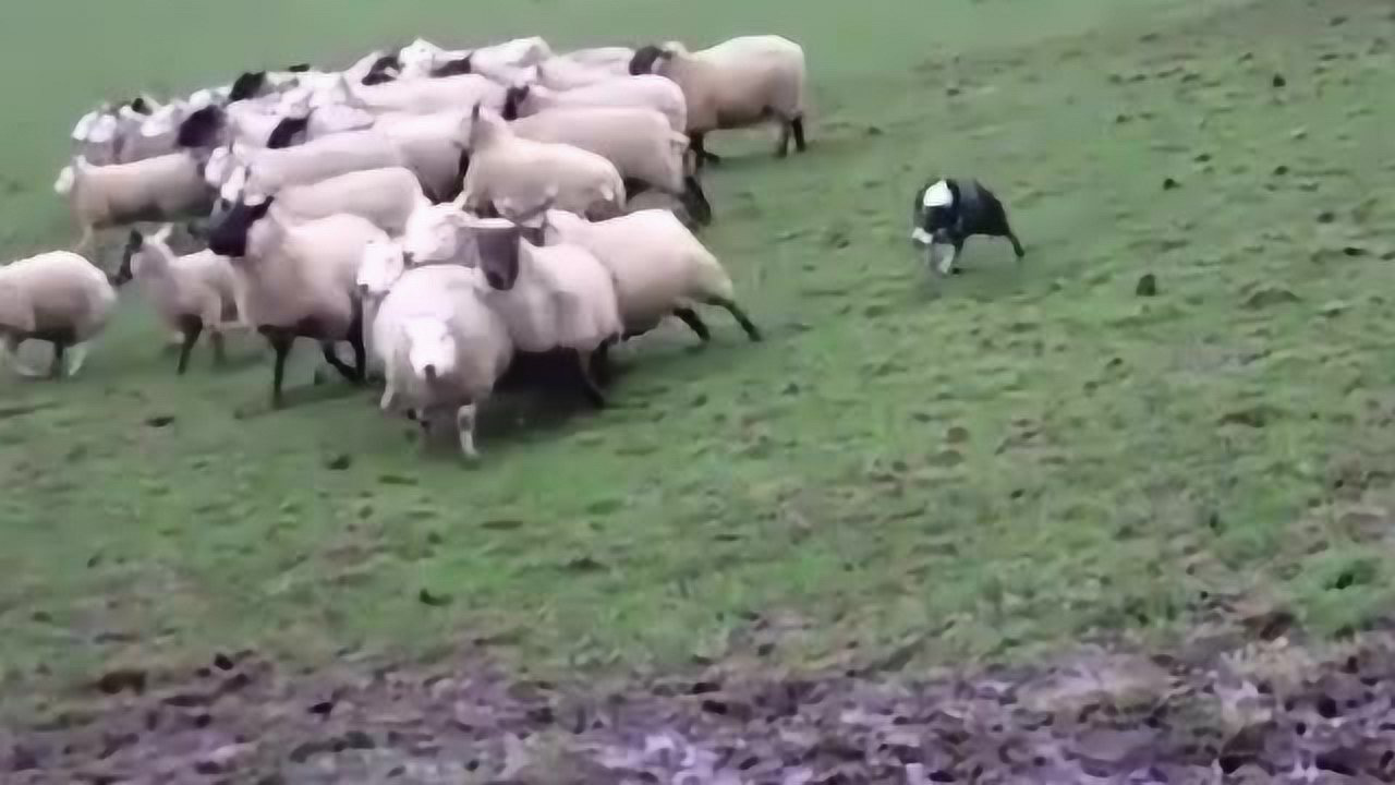 海南航空控股股份有限公司宠物托运协议书, image size:1280x720