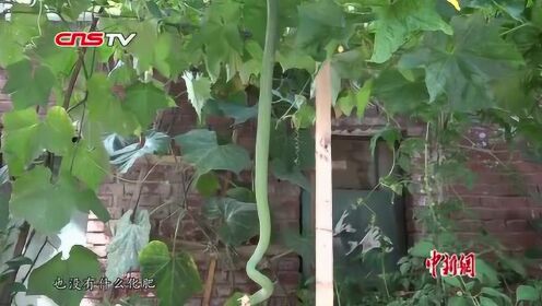 山西居民小区内种出两米长丝瓜