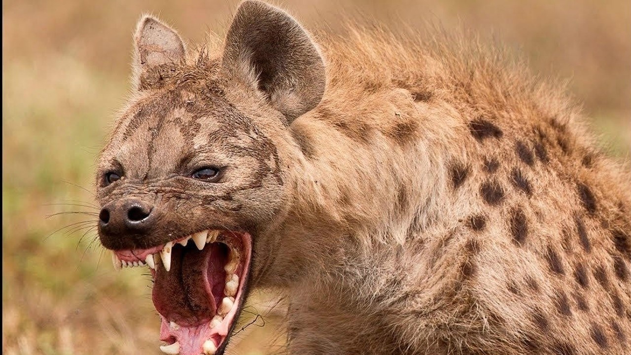 非洲水牛陷在泥潭动不了 被鬣狗群围住生吞活剥_腾讯视频