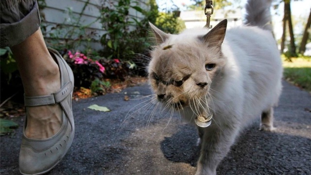 日本核辐射至今仍未结束各种畸变动物太吓人