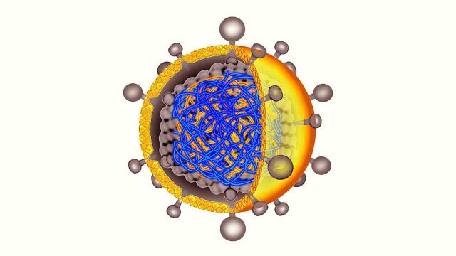 什么是乙肝病毒dna?你清楚吗?
