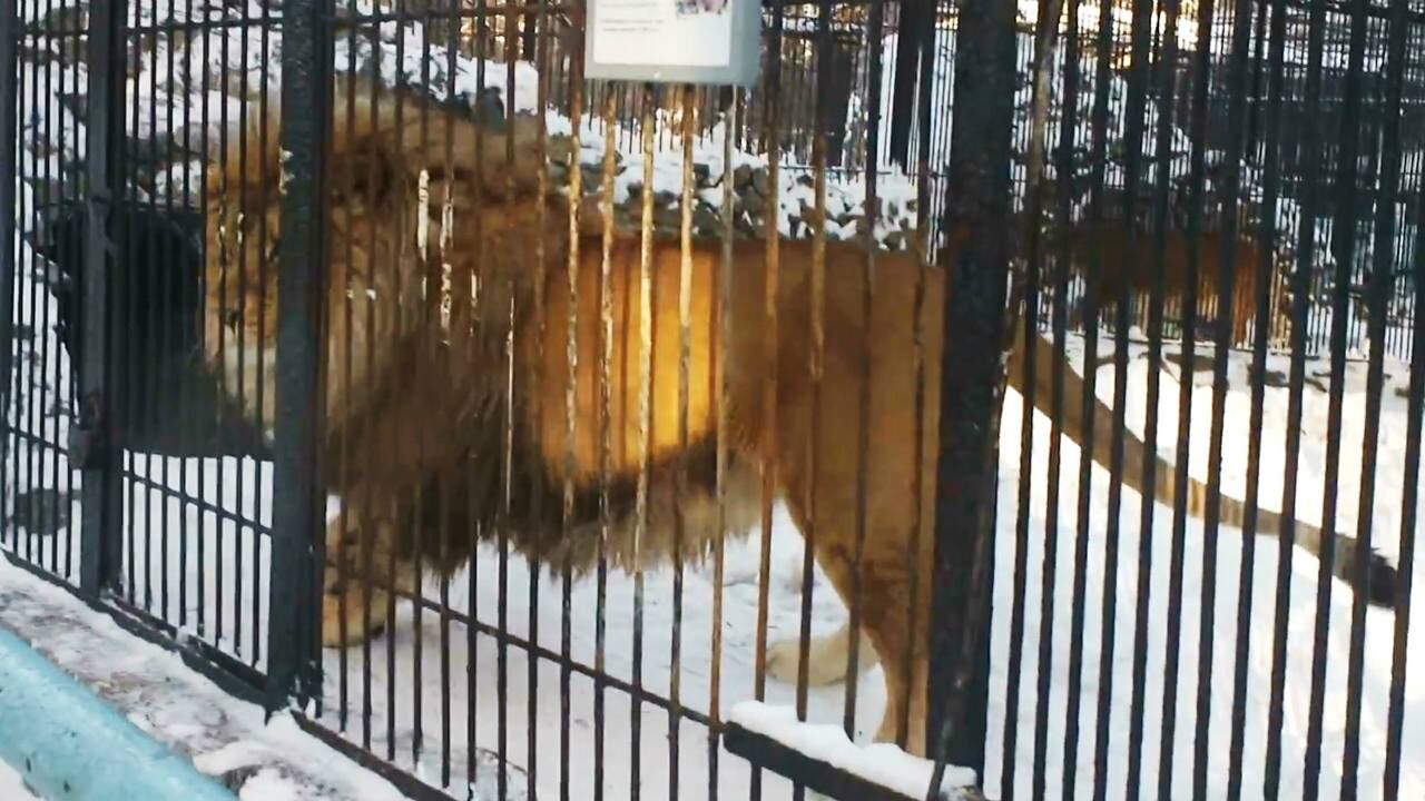 巴巴里狮王朱诺图片