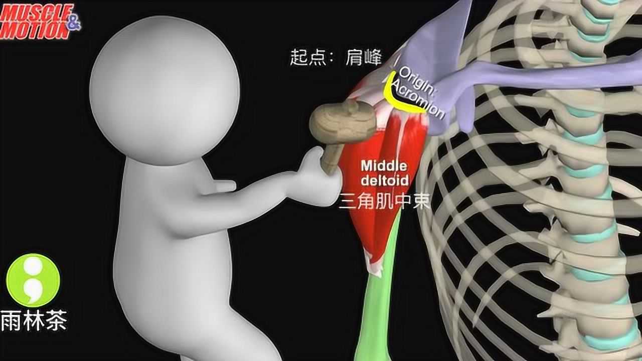 muscleandmotion3d动画演示三角肌起止点及动作