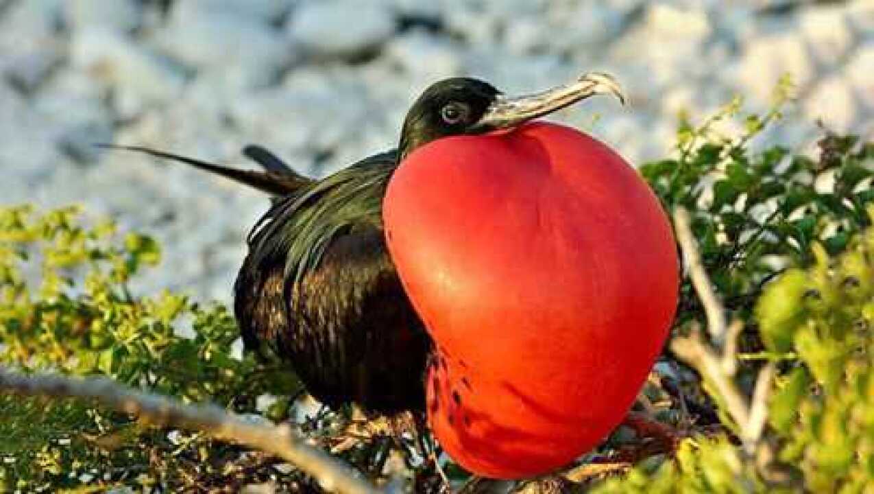 这鸟长了个红色大气囊到底用来干什么的今天真是大开眼界