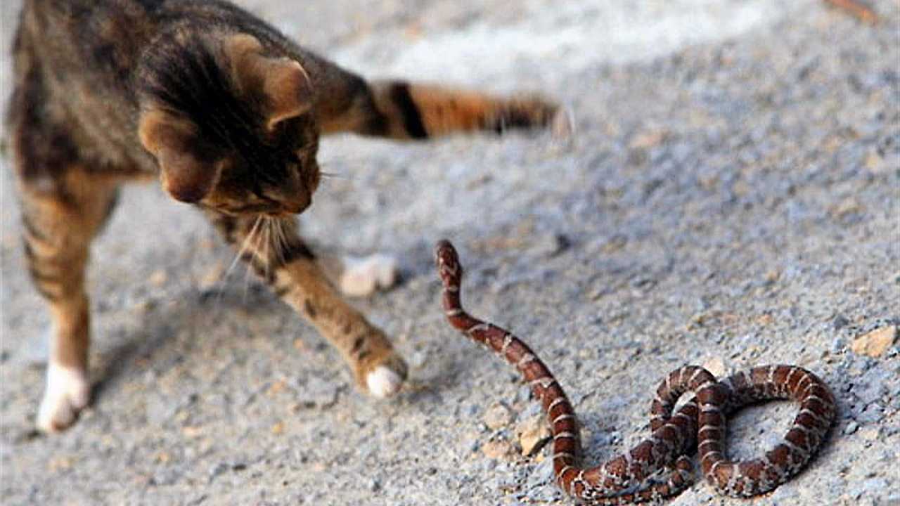 猫和蛇打架,到底谁更厉害呢?大部分人都猜错了