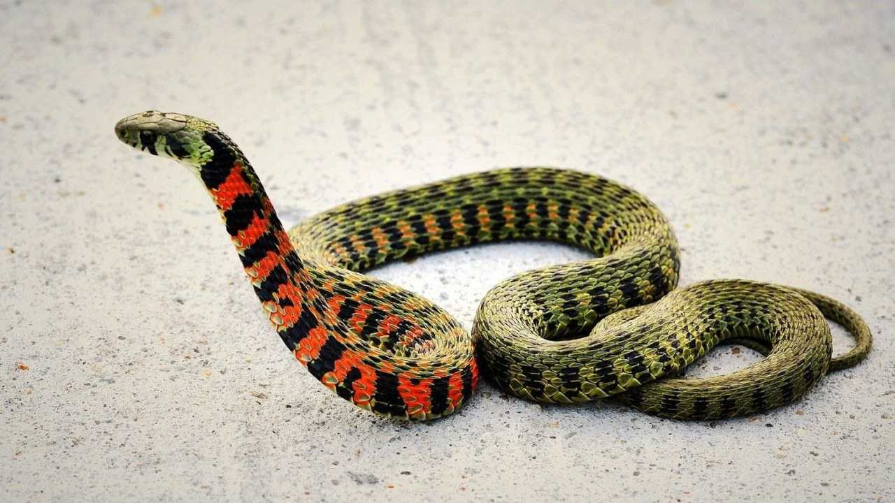 实拍眼镜王蛇吞食毒蛇时被噎着尴尬一幕