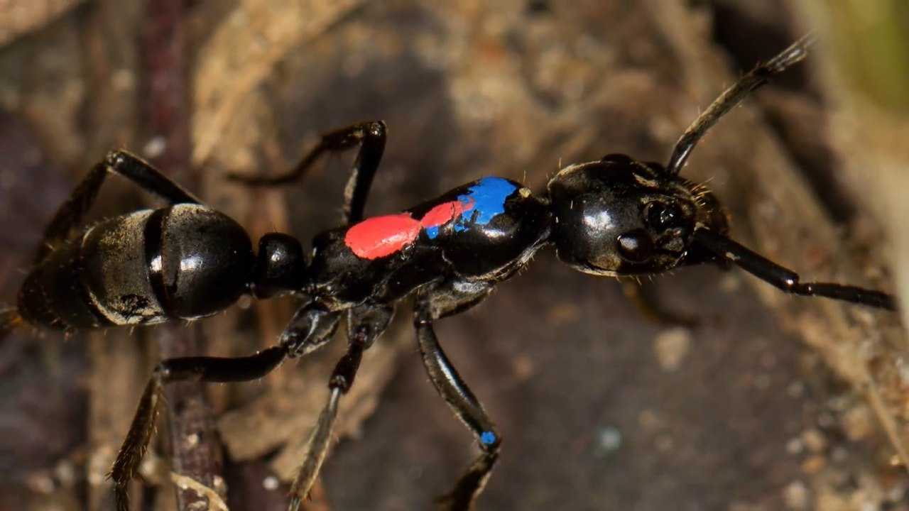 专吃白蚁的蚂蚁一只性超世界最的贝尔彻海蛇蜇人30秒