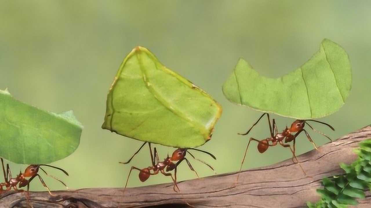 蚂蚁森林动物壁纸图片