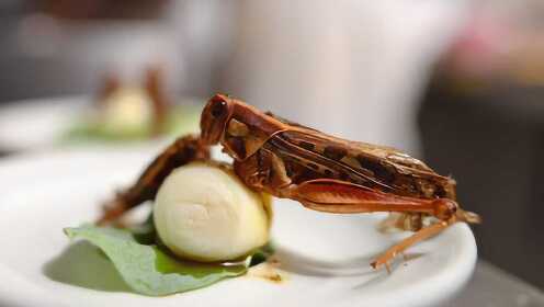 直播：蚱蜢蟋蟀焗龙虾，奢华法式吃虫