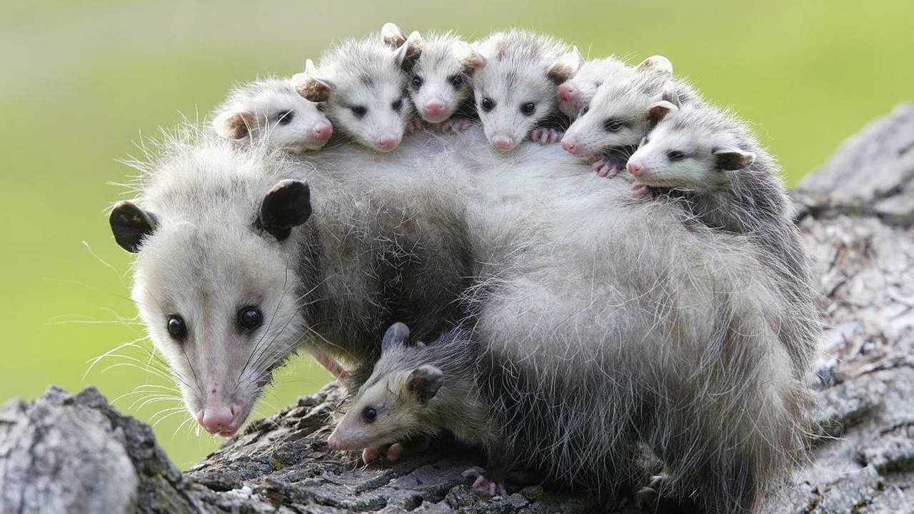 动物妈妈们勇敢保护着自己的宝宝!