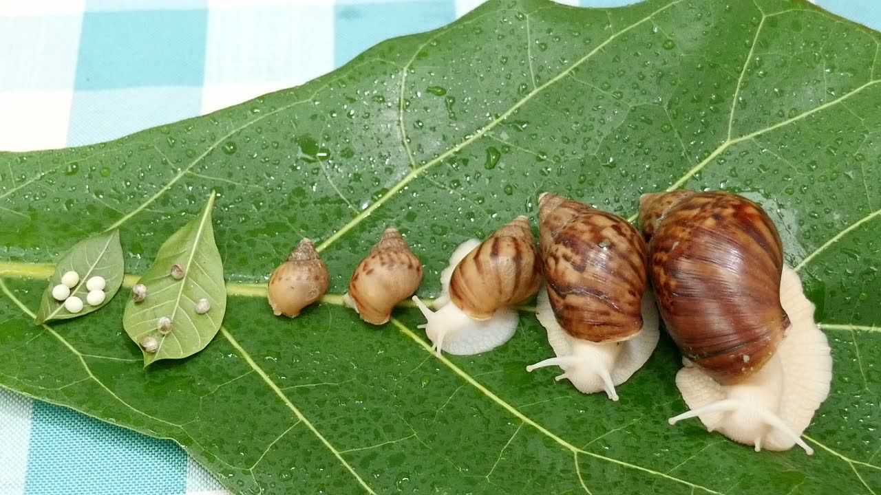 观察蜗牛的一生