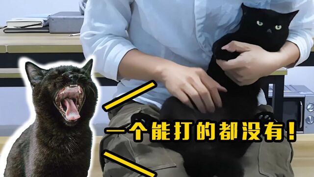 给猫咪剪指甲惨遭魔抓摧残,不幸中途换人,猫:一个能打的都没有