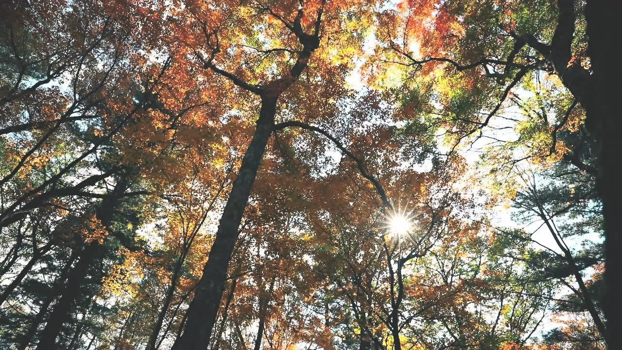 蛟河圣佛寺简介图片