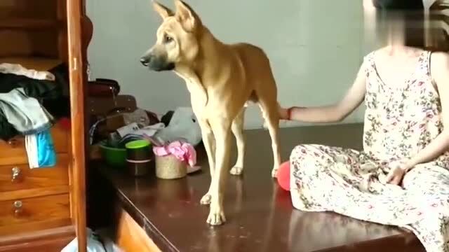 女人与一只黄色的狗在家玩耍好开心