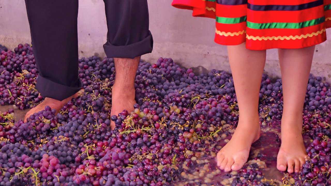 葡萄酒需要美女光脚踩看生产过程才知道钱花的值不值