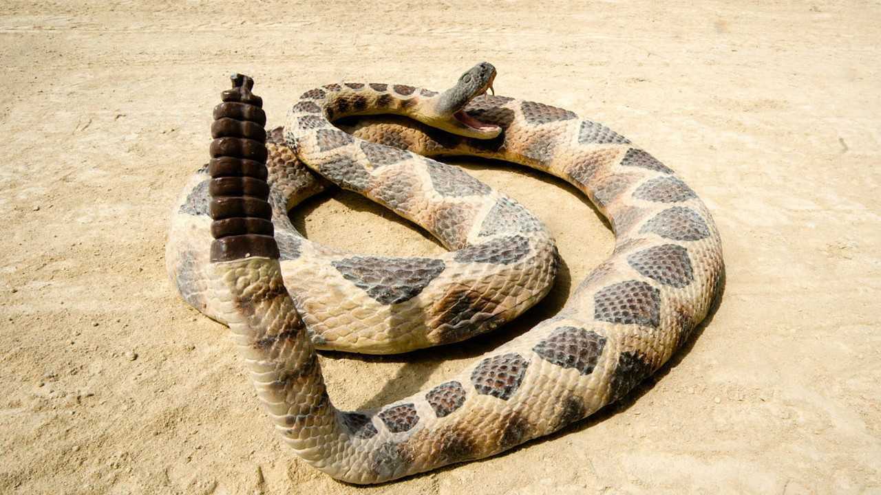 响尾蛇巨型图片