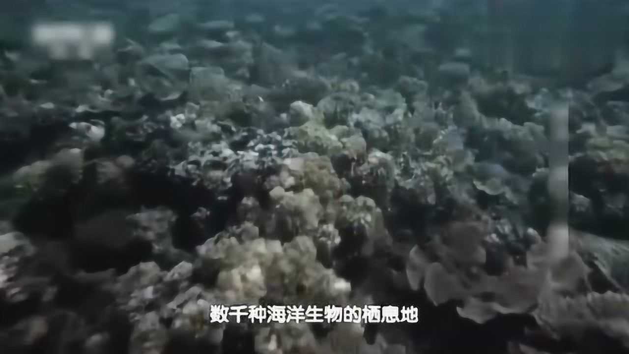 乔柯兄弟横渡大海,利用自制浮筒和一套废弃装备求生,被鲨鱼发现_高清1080P在线观看平台_腾讯视频