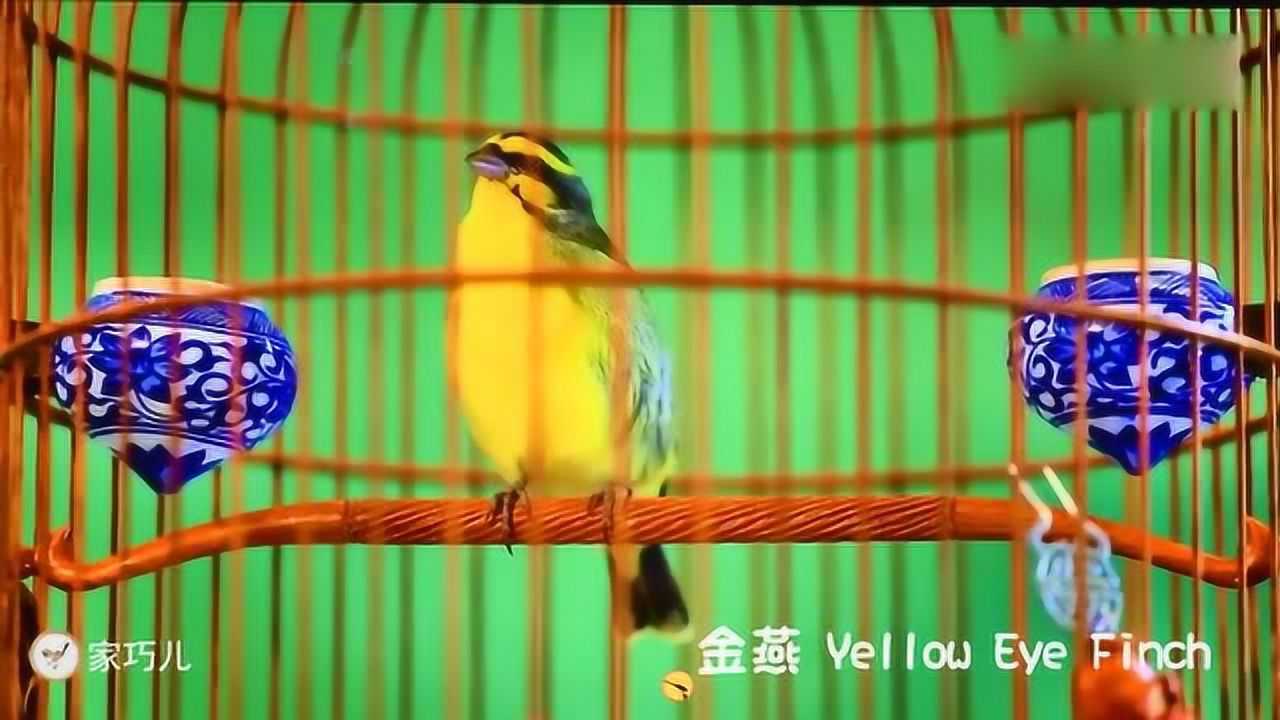 一身黄金甲漂亮的金青鸟大叫了让人爱不释手