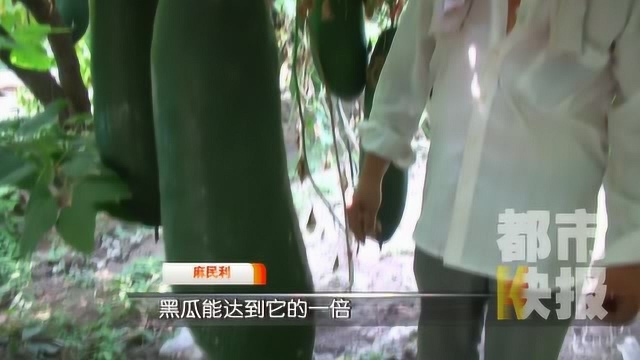 西安一老农种出40斤重大冬瓜 高产秘诀和袁隆平有关