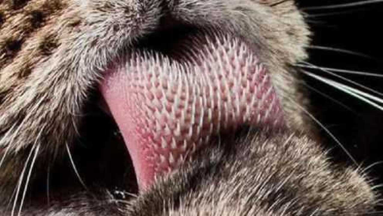 猫科动物的舌头上长满倒刺但百兽之王老虎的生殖器上也有倒刺