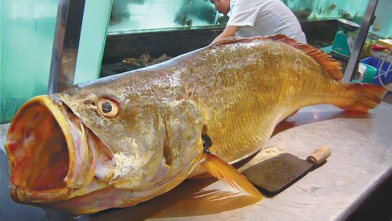 世界最贵的淡水鱼图片