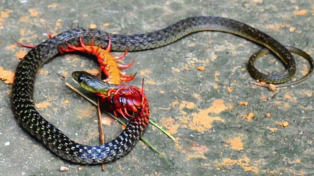 五毒之间拼命争斗,蛇和蜈蚣谁能更胜一筹,答案你一定意想不到!