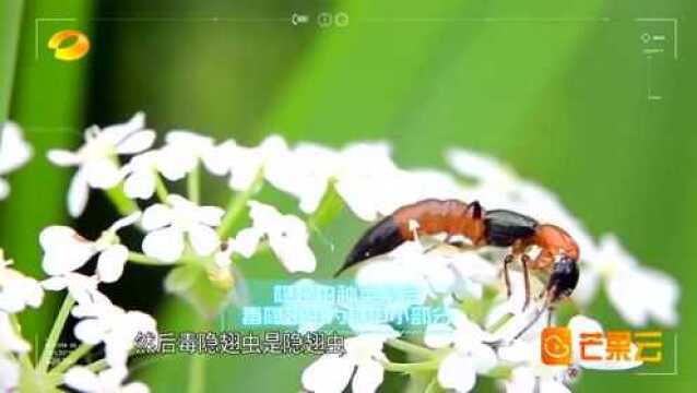 专家教您怎样远离隐翅虫的袭击