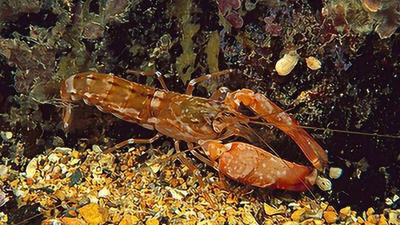 鼓虾通过拍打大钳子发出冲击波击晕猎物长知识了