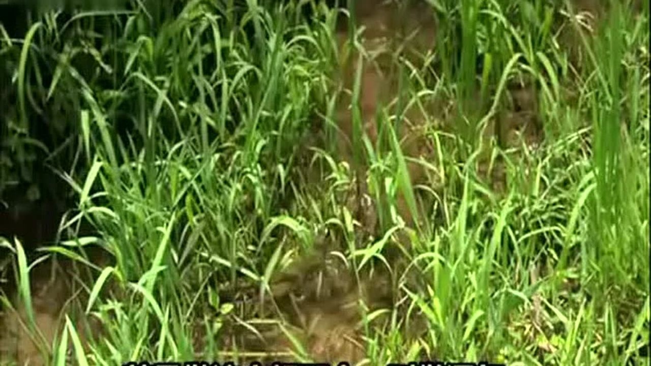 王凤仪不怨人_腾讯视频}