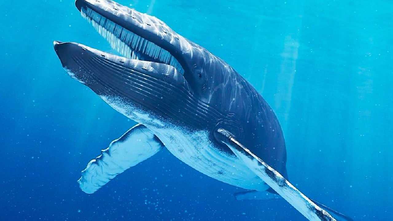 蓝鲸长那么大,它一顿饭要吃多少食物呢?看完长知识了