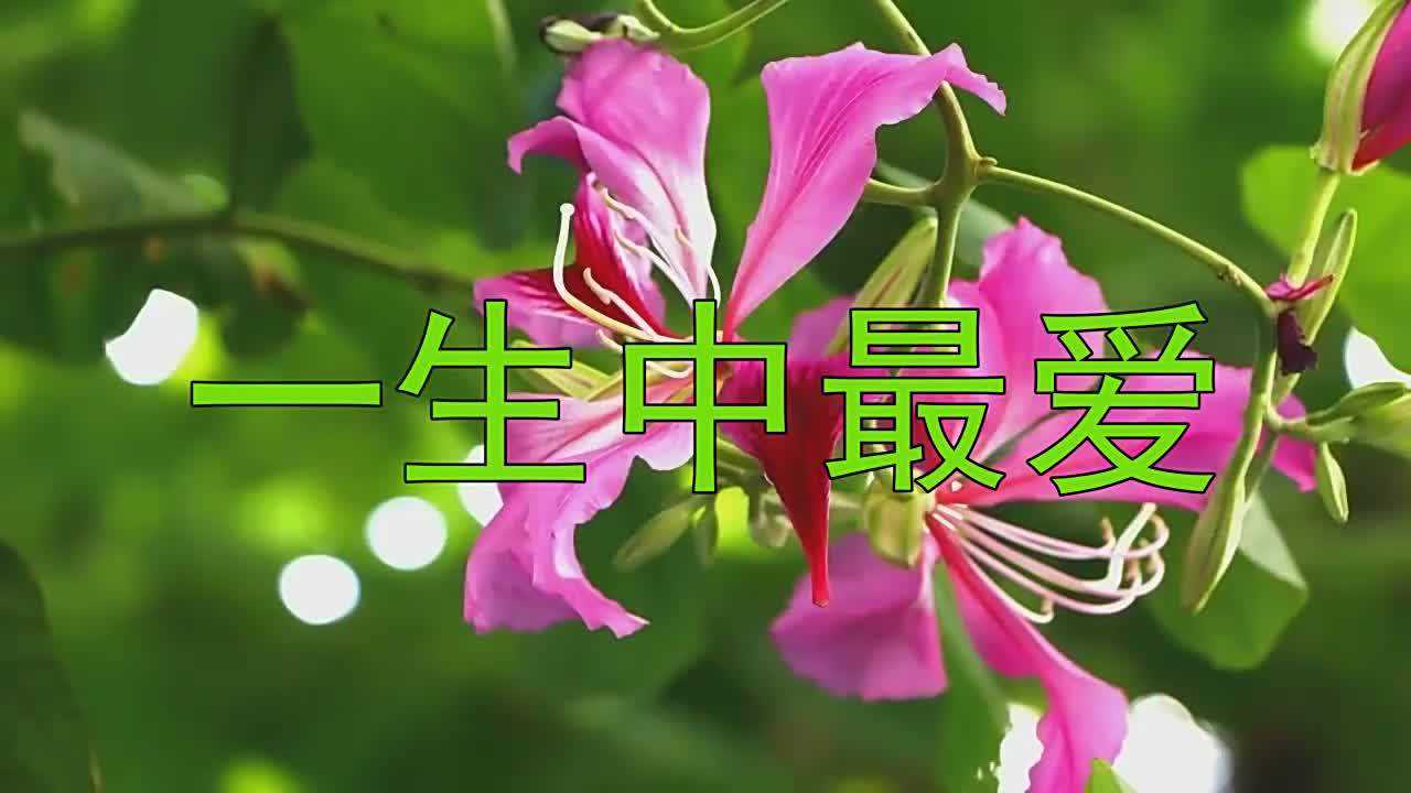 曼里演绎一生中最爱把人唱的陶醉不已值得一听