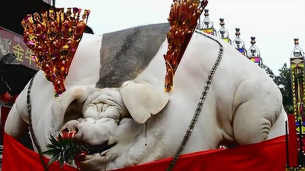 世界最大猪王重达一吨几次面临宰杀被救死后被众人膜拜