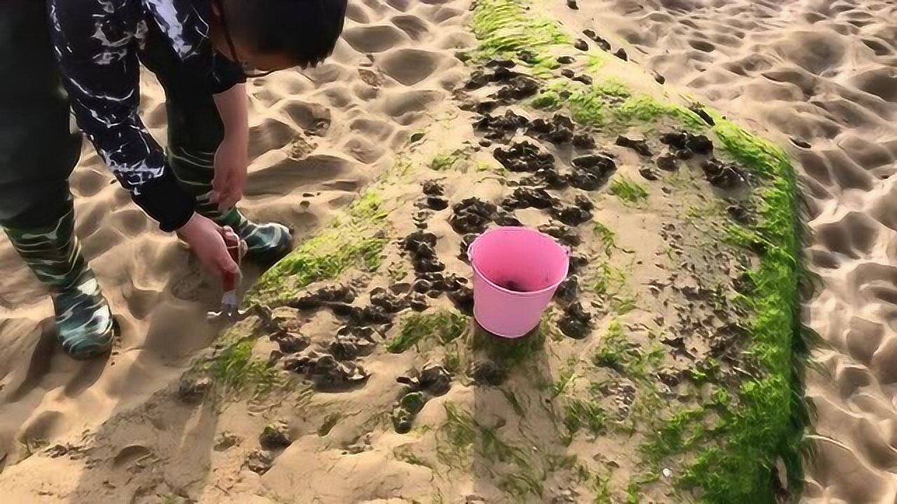 小倪赶海篇赶海野生海蛎子别看个小但味道鲜晚上7点赶海直播