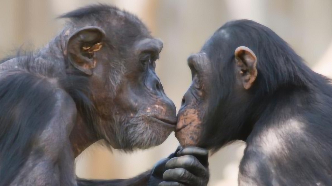 母猴子正在仰望天空突然公猴子跑了过来接下来的画面辣眼睛