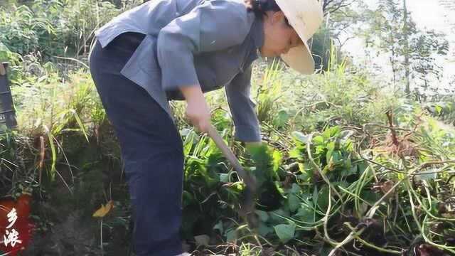 自家的红薯成熟了,挖些红薯做红薯片吃,超大个的黄心薯