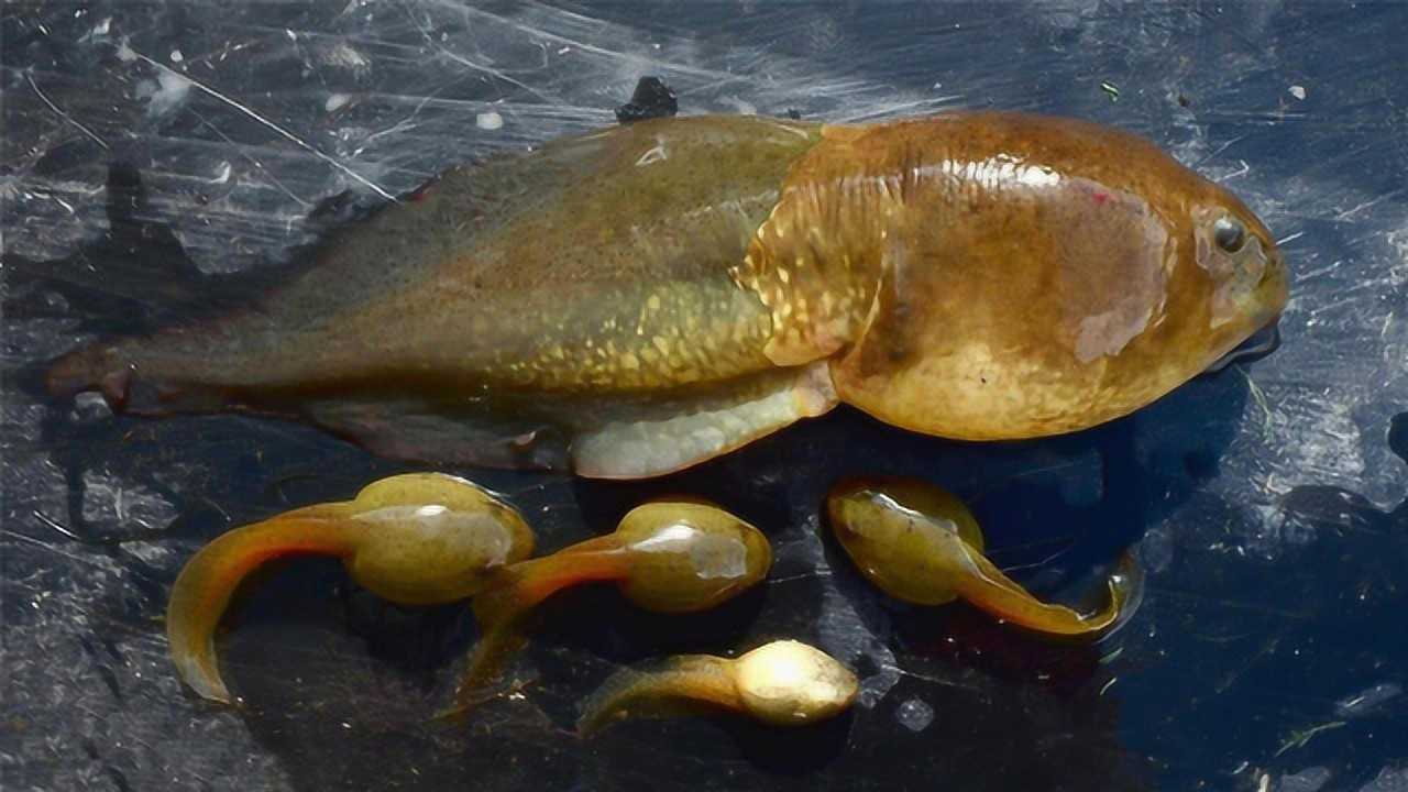 世界上最大的蝌蚪,全长25厘米,变成青蛙后尴尬了!