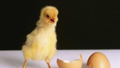 为什么没有公鸡，母鸡还能天天下蛋