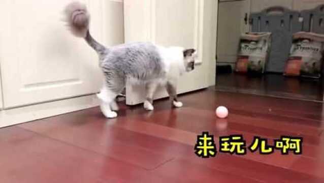 猫咪玩球球,家里养几只猫,确实能带来不少乐趣!