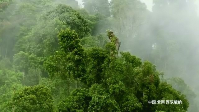 雨林古树茶携手央视,CCTV全频道投放