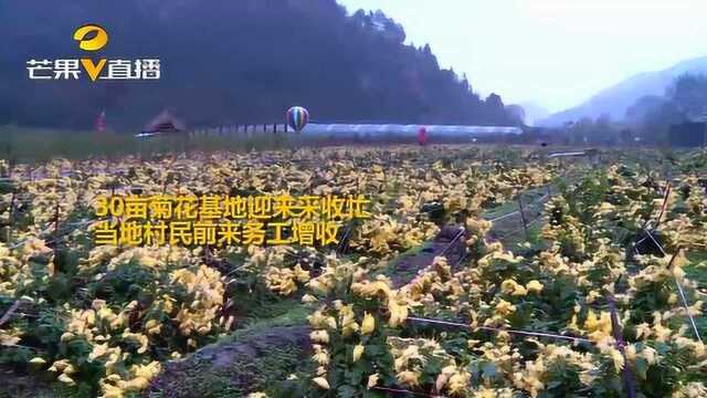 听说过“乒乓球”菊花吗?怀化一种植户靠它年创收50万!