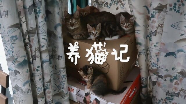 《养猫记》四只奶猫都已经长大啦!这次给大家看看养育四小只的日常