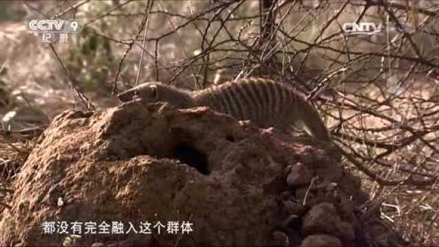 缟獴也疯狂 被称为“马格瓦土匪帮”的缟獴家族