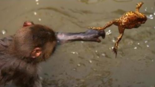 可怜的蟾蜍被猴子逮住，下一秒游客直接看懵了，蟾蜍内心崩溃了！