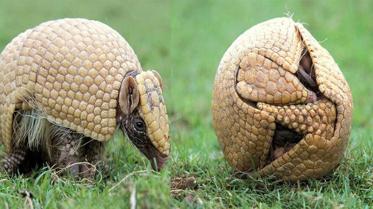 世界上最胆小的动物,只要遇到危险,秒变一颗皮球!